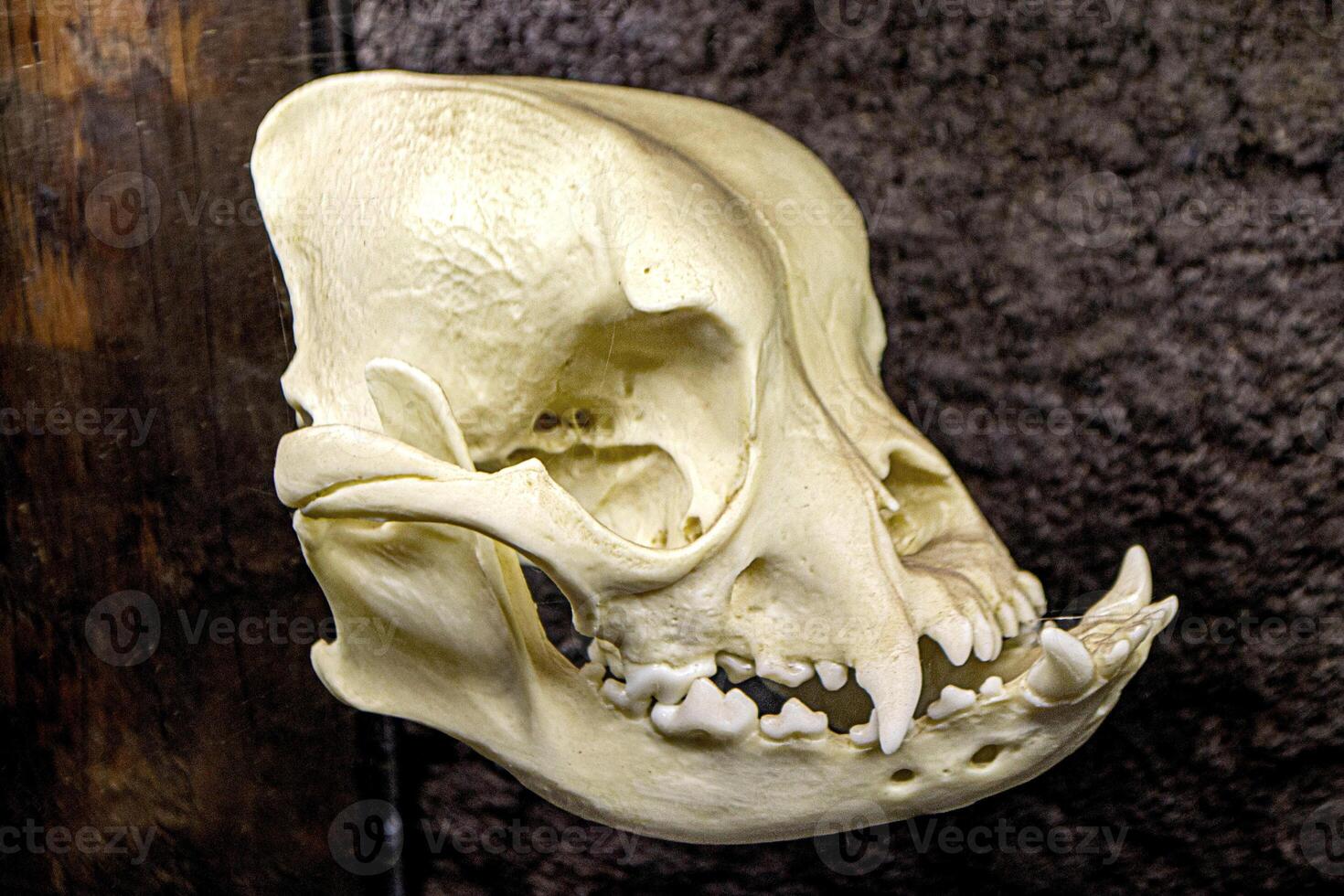 Dog skull High quality photo
