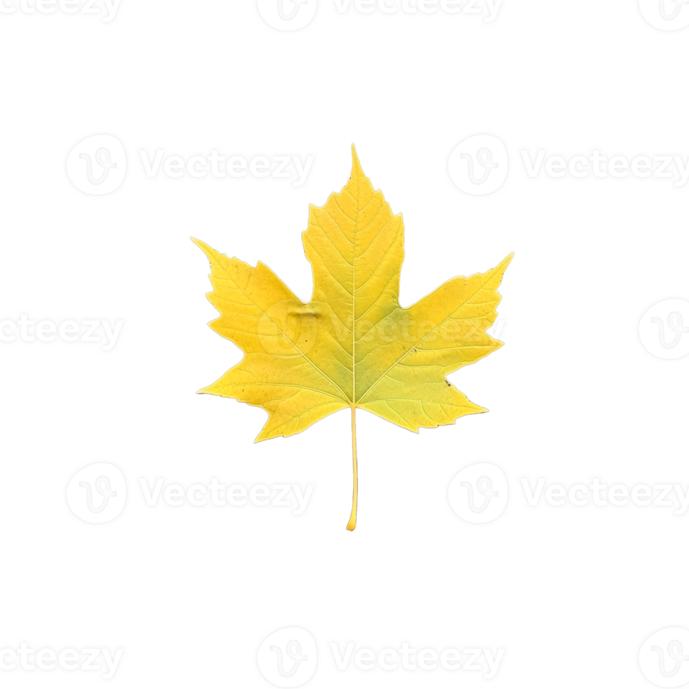 Bright yellow maple leaf isolated on transparent background png