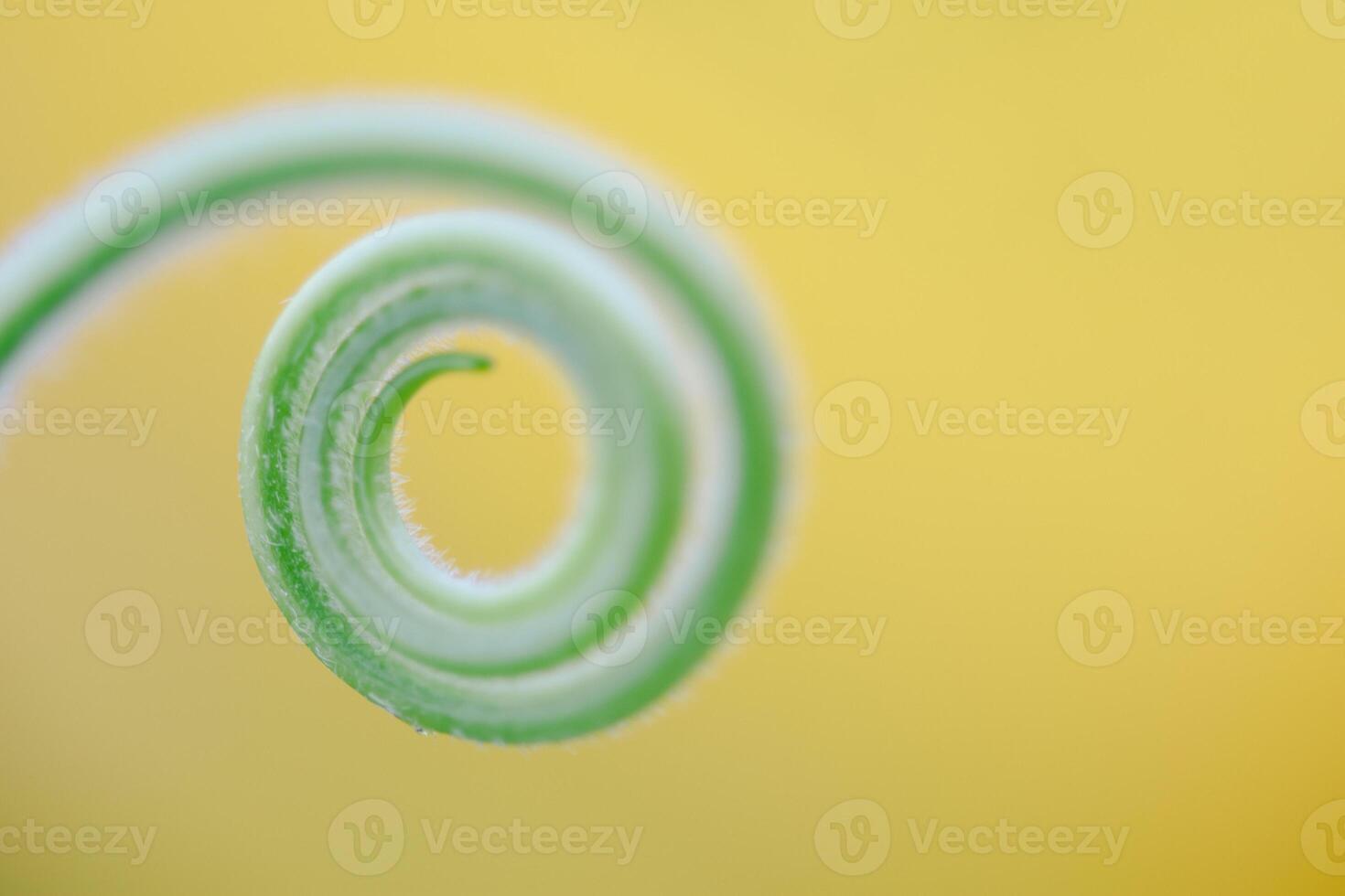 Close up The young shoots of plants curl into a spiral that resembles the law of the golden ratio. photo