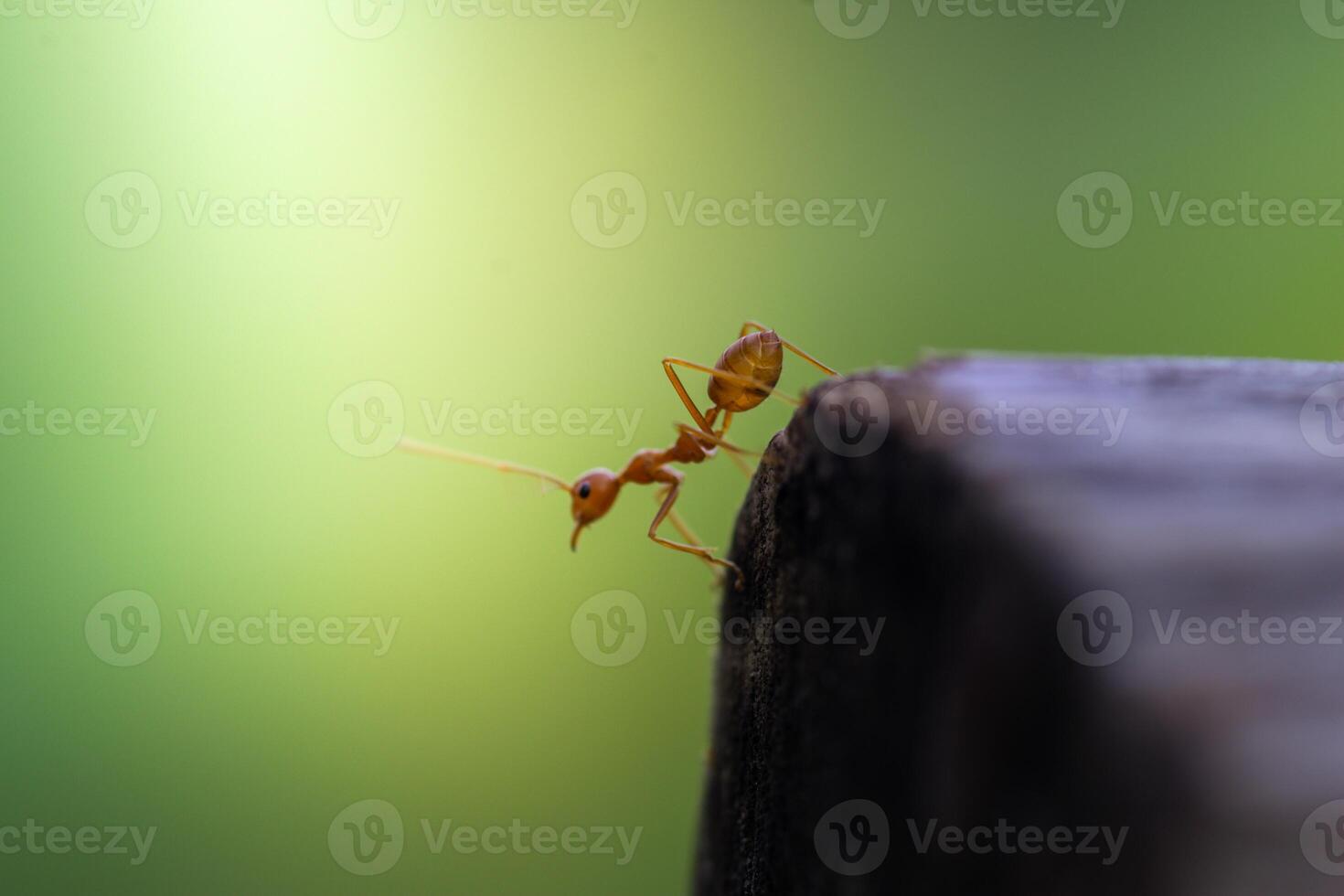 Closeup of three red ants clinging to each other on the edge of a log in a green background. photo