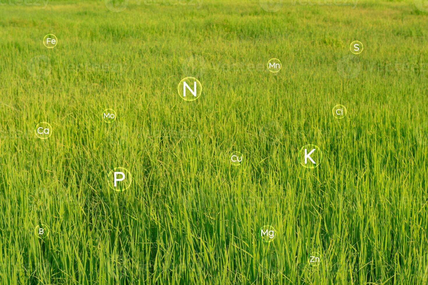 Fertile soil contains nitrogen, phosphorus, potassium, and other components which are various micronutrients. that are appropriate and important to plants photo
