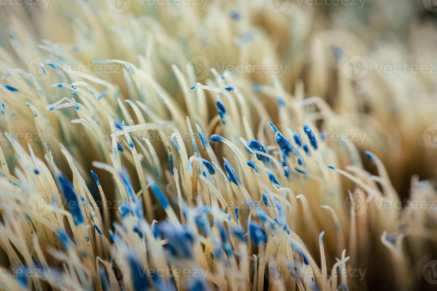 Close-up of an old painted plot with dried blue paint stuck to the end of the plot, abstract background. photo