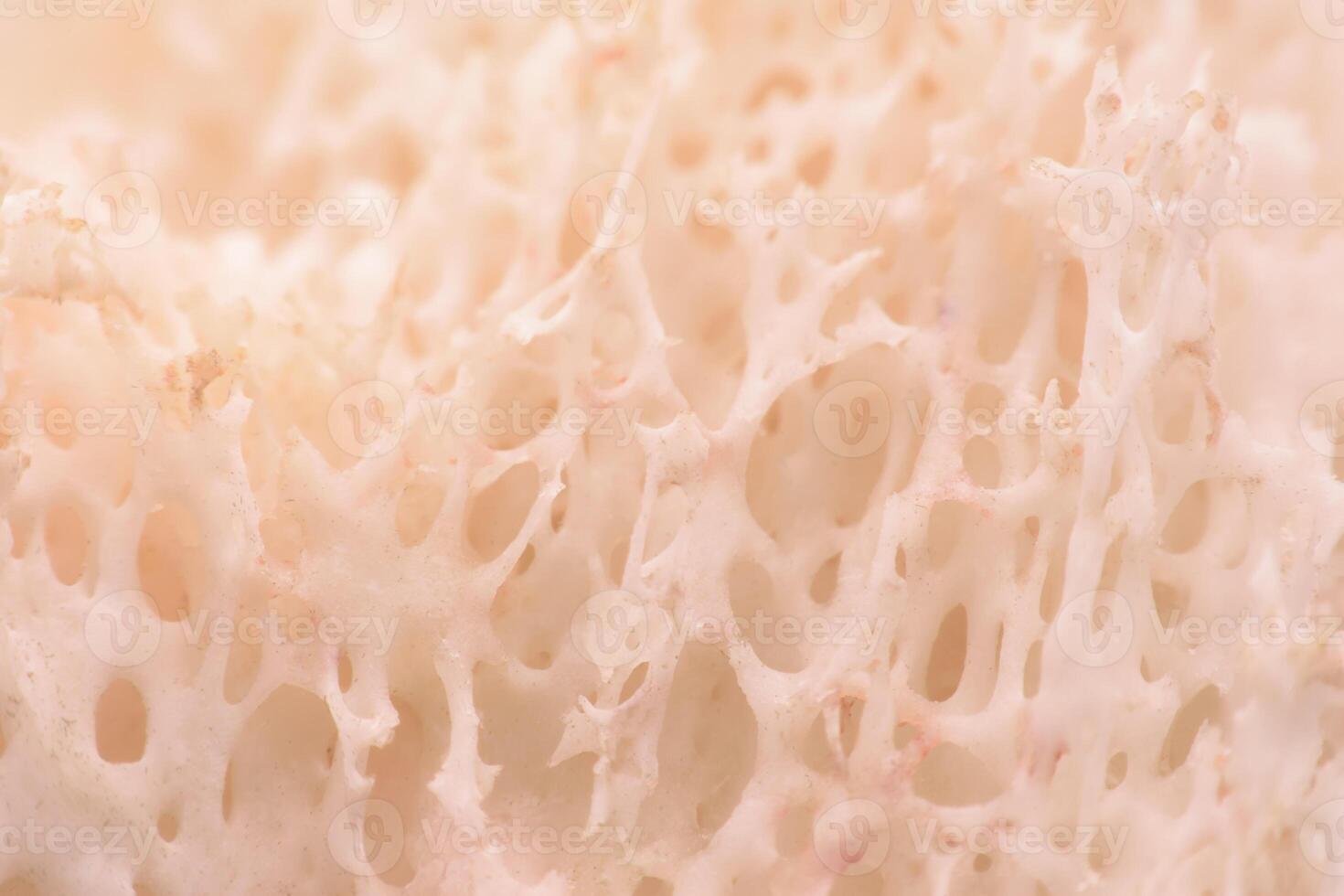 Close-up of a bone showing holes or structures within the bone. photo