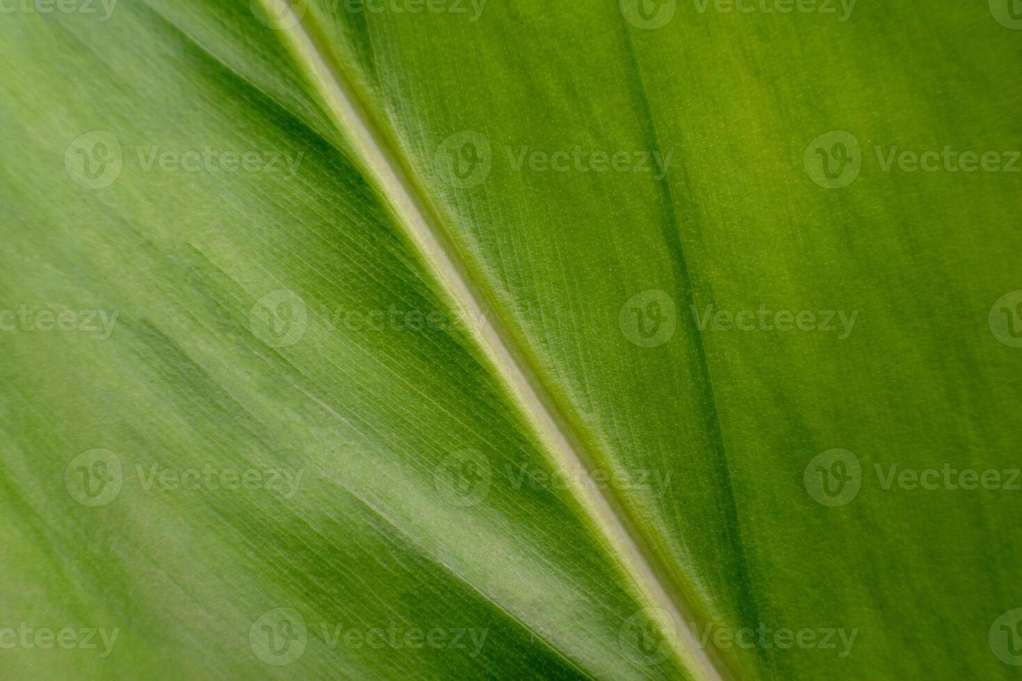 Close-up Leaf patterns that indicate monocotyledon or dicotyledon. photo