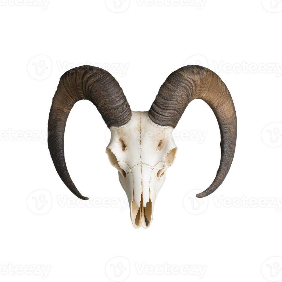 Majestic ram skull with impressive curved horns png