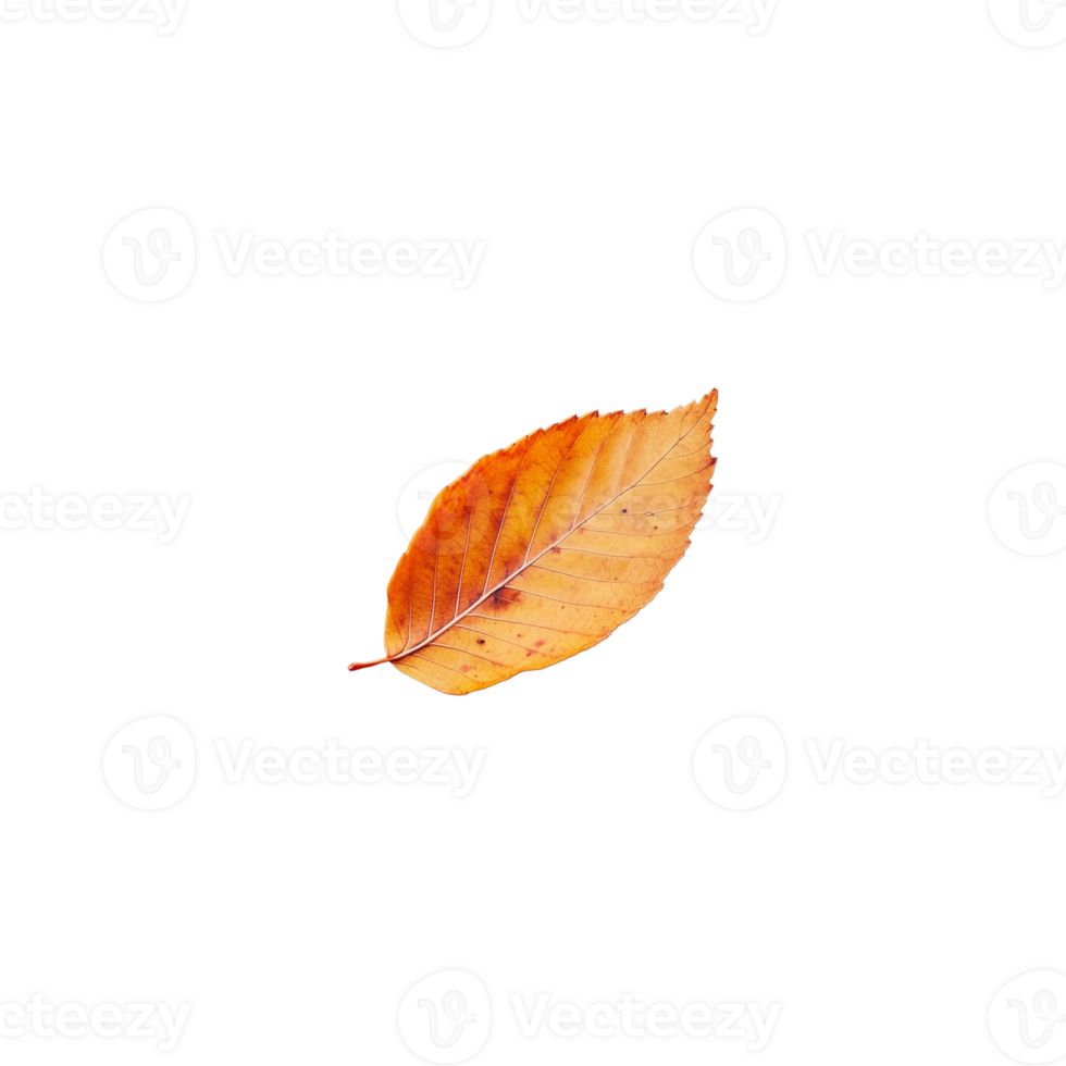 Close-up of an autumn leaf on a transparent background png