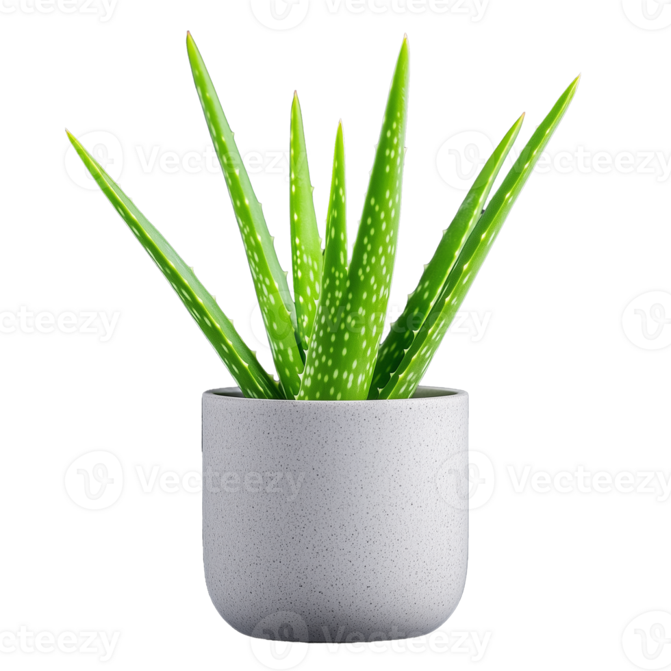 Aloe vera plant in a modern pot on transparent background png