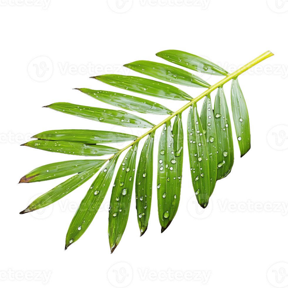Close-up of a palm leaf with water droplets on transparent background png