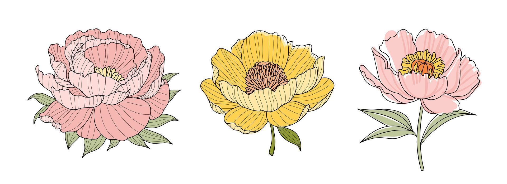 Three stylized peony flowers on a white background, soft pink with layered petals, vibrant yellow with a brown center, pale pink with a yellow orange center. Set of Design elements for decorating. vector