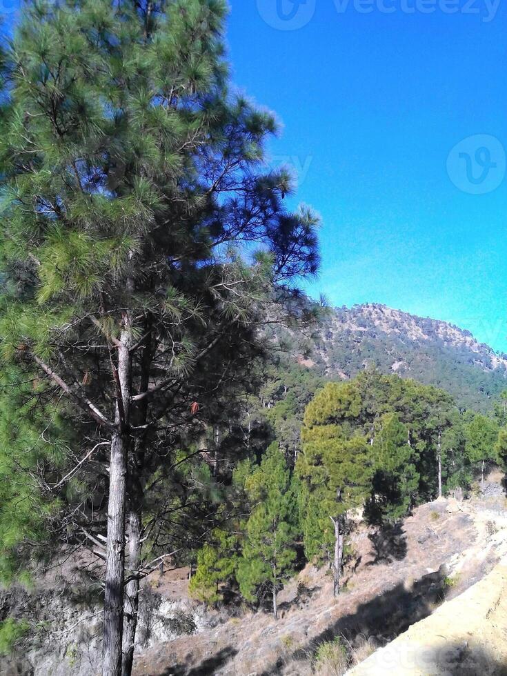 Nature always attracts humans. Trees and forests keep environement fresh and alive photo