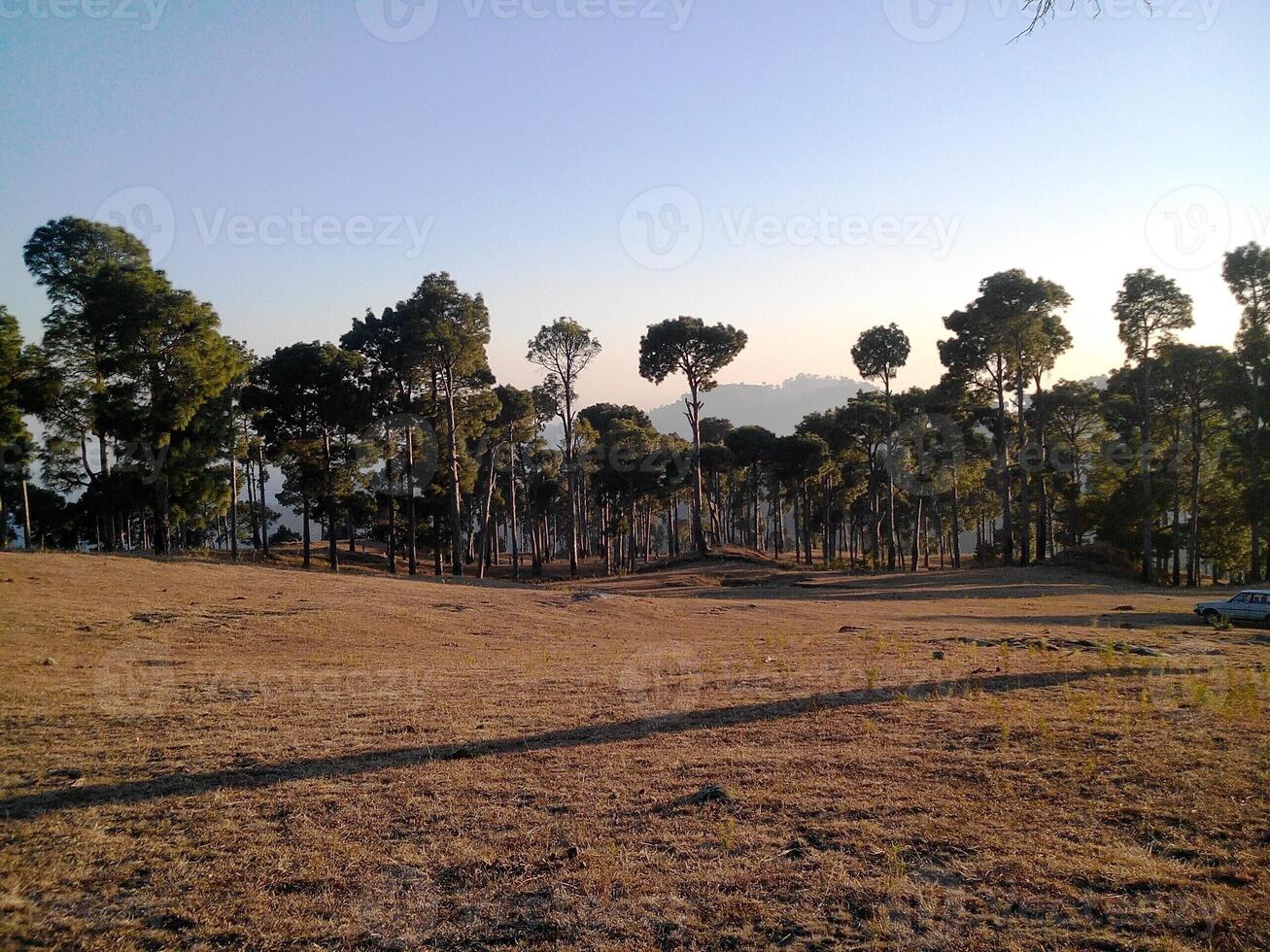 Nature always attracts humans. Trees and forests keep environement fresh and alive photo