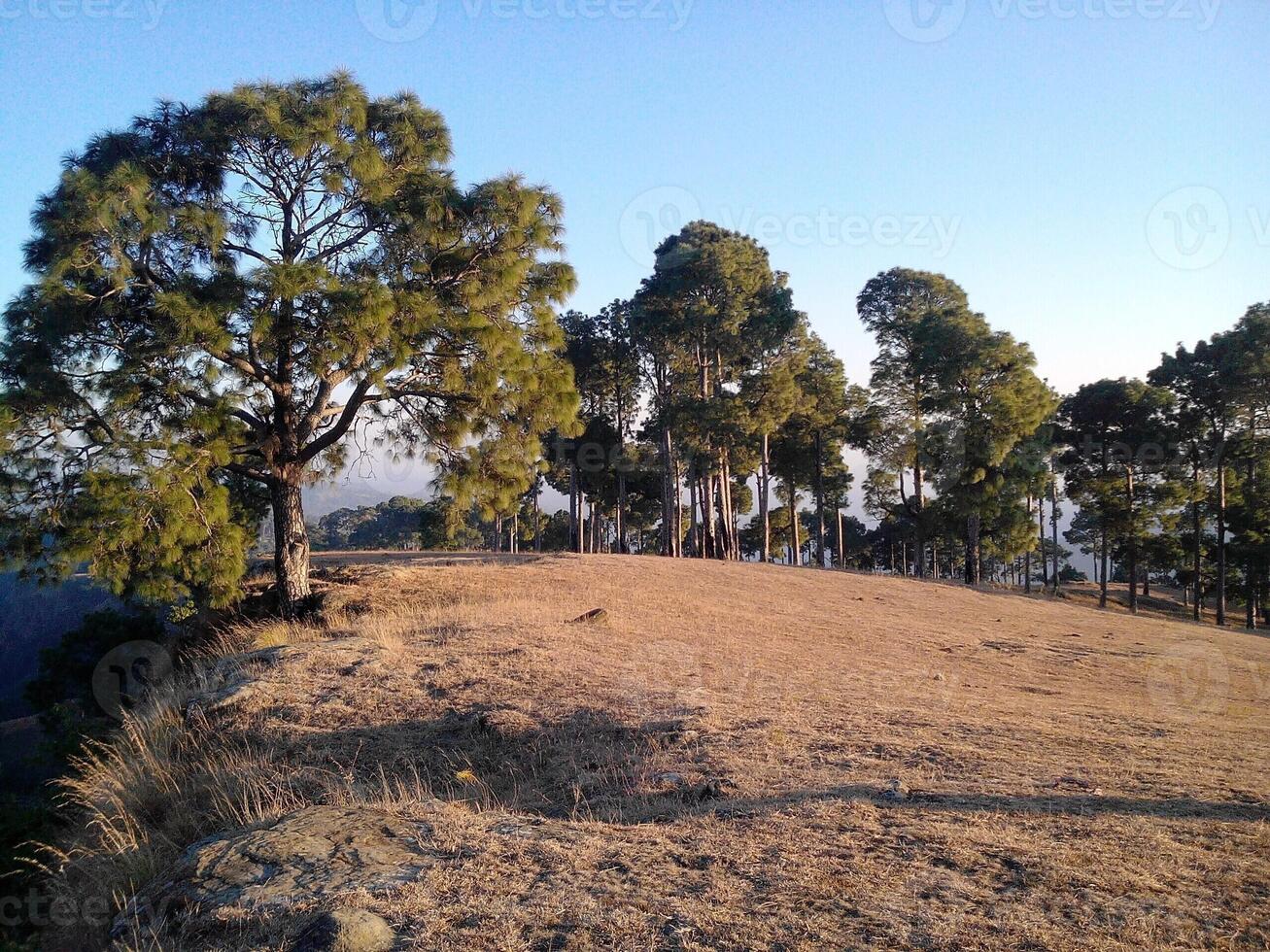 Nature always attracts humans. Trees and forests keep environement fresh and alive photo