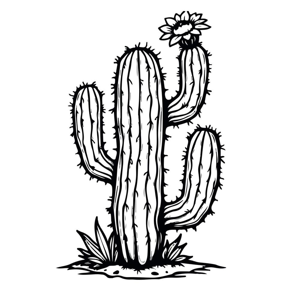 a drawing of a cactus with a white background that says cactus . vector