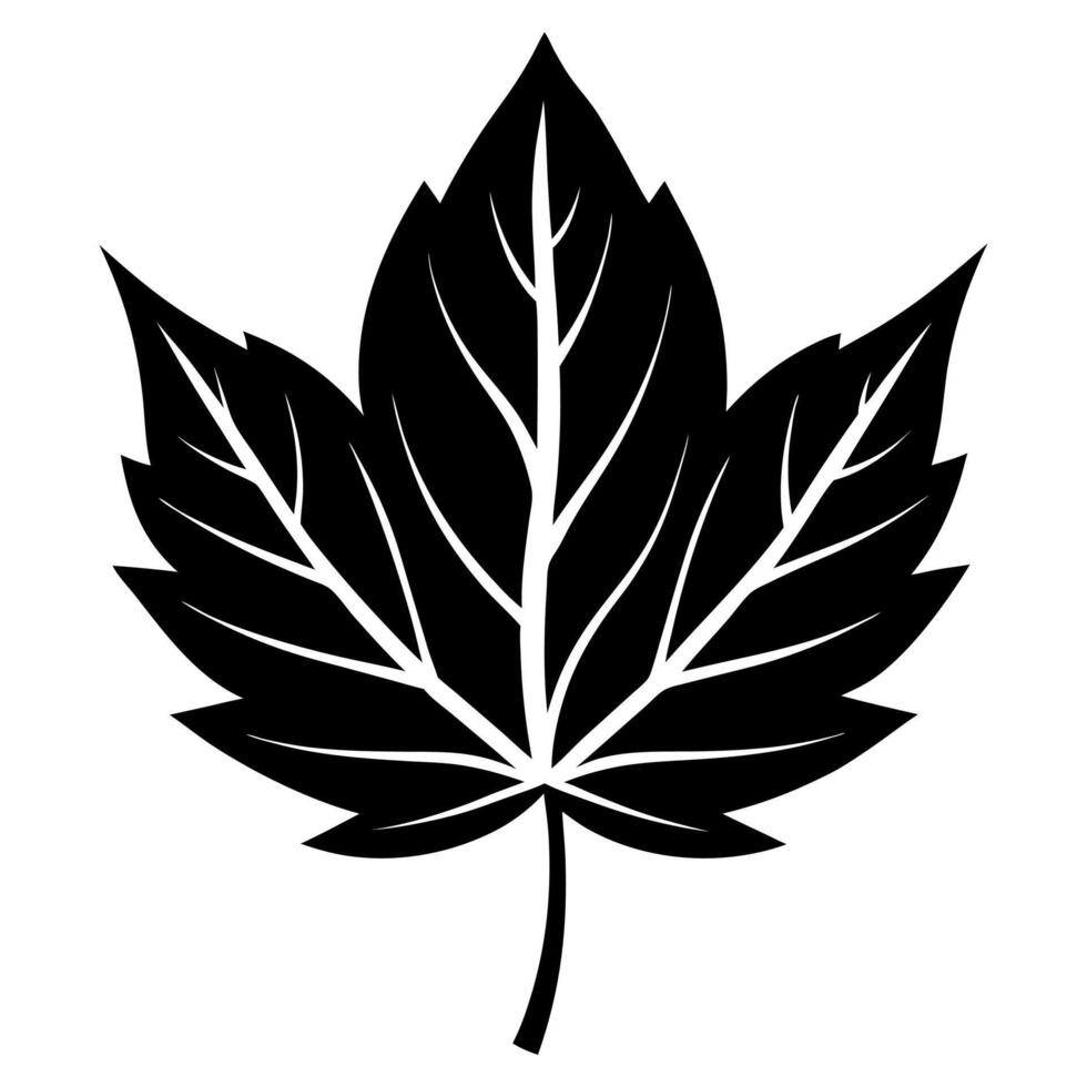 A black and white maple leaf on a white background vector