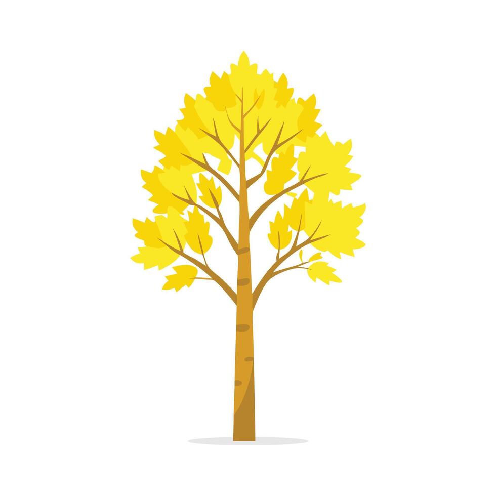 Yellow Birch tree isolated flat illustration on white background. vector