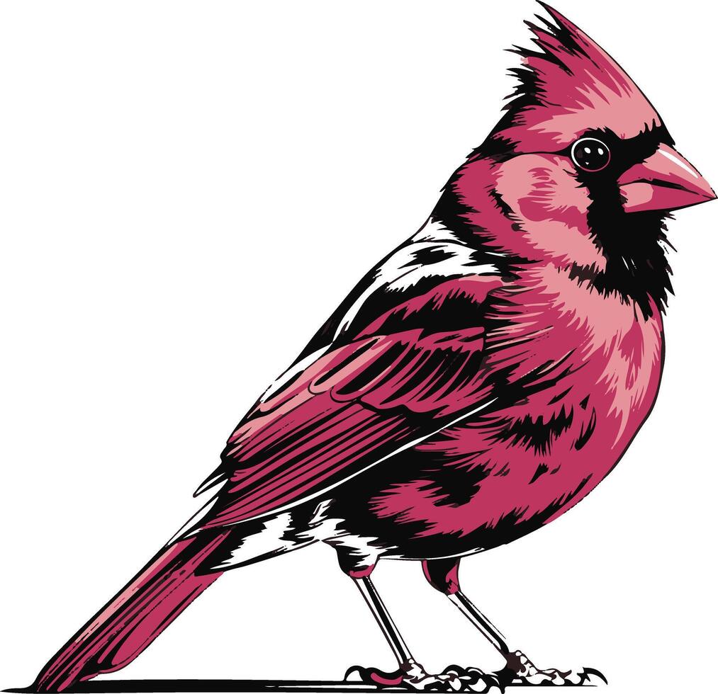 A graphic of a red cardinal bird vector