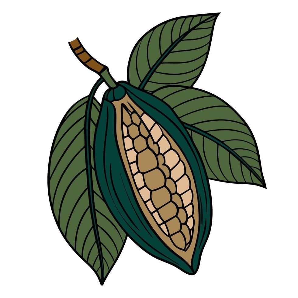 Cocoa pod with leaves illustration in hand drawn style vector
