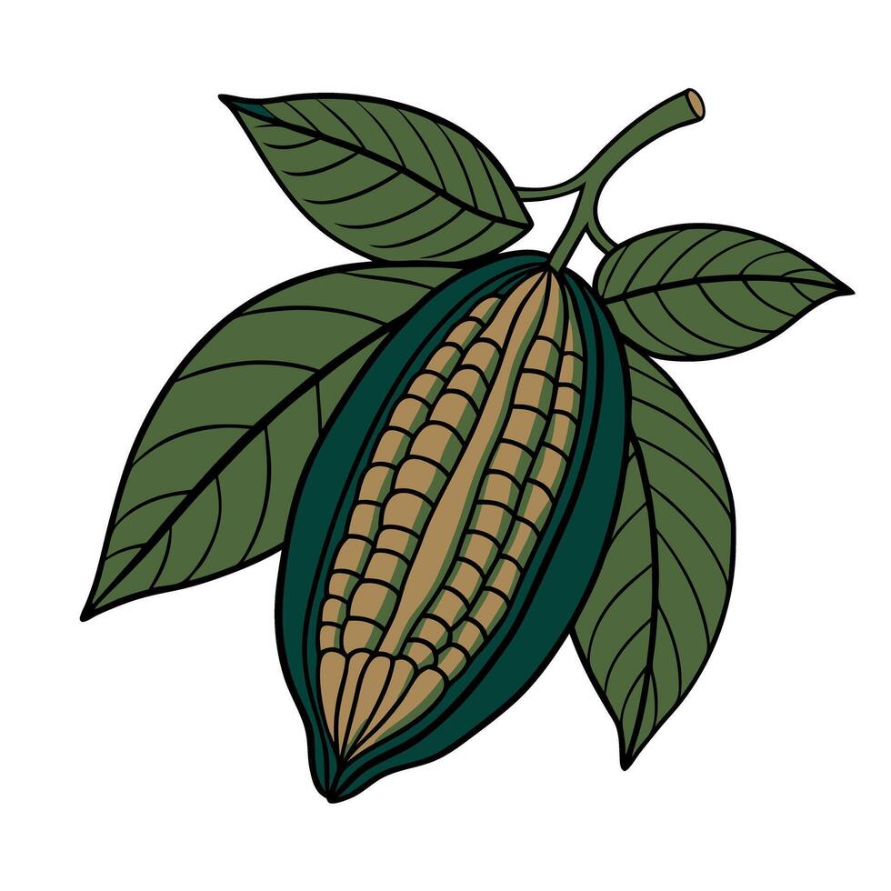 Cocoa pod illustration with leaves in art style vector