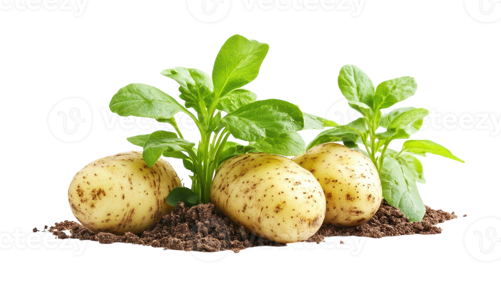 Freshly harvested potatoes growing in fertile soil with vibrant green leaves during a sunny day in a rural farm setting. png
