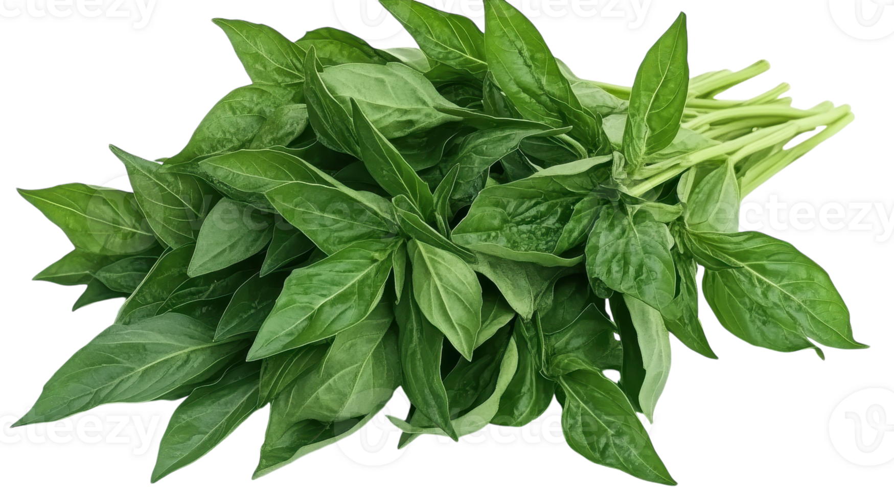 Vibrant basil leaves in rich green, ideal for enhancing meal flavors. png