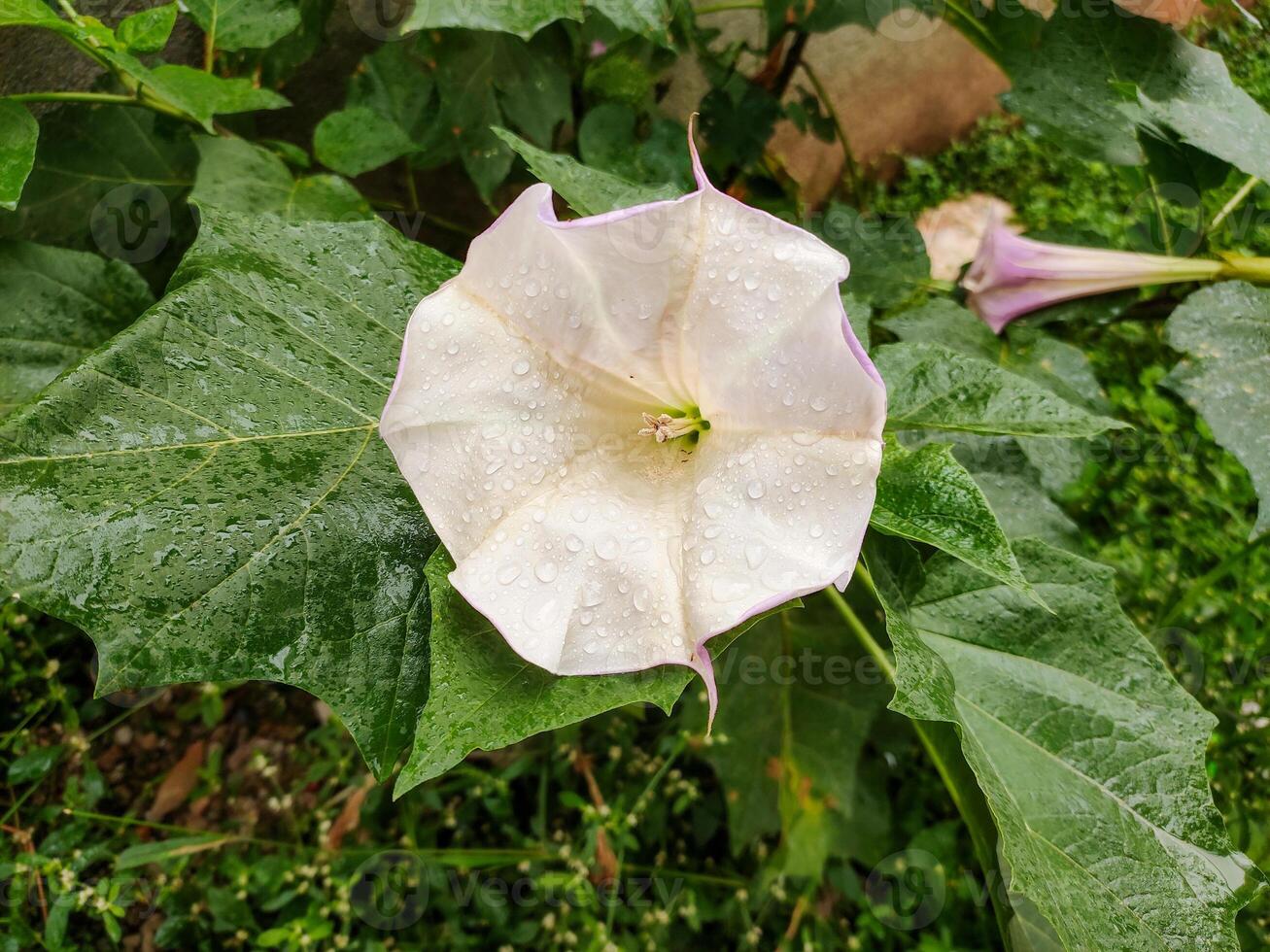 A close-up of a Datura stramonium flower, commonly known as thorn apple, jimsonweed, devil's snare, or devil's trumpet. The flower is large and trumpet-shaped, with delicate white petals. photo