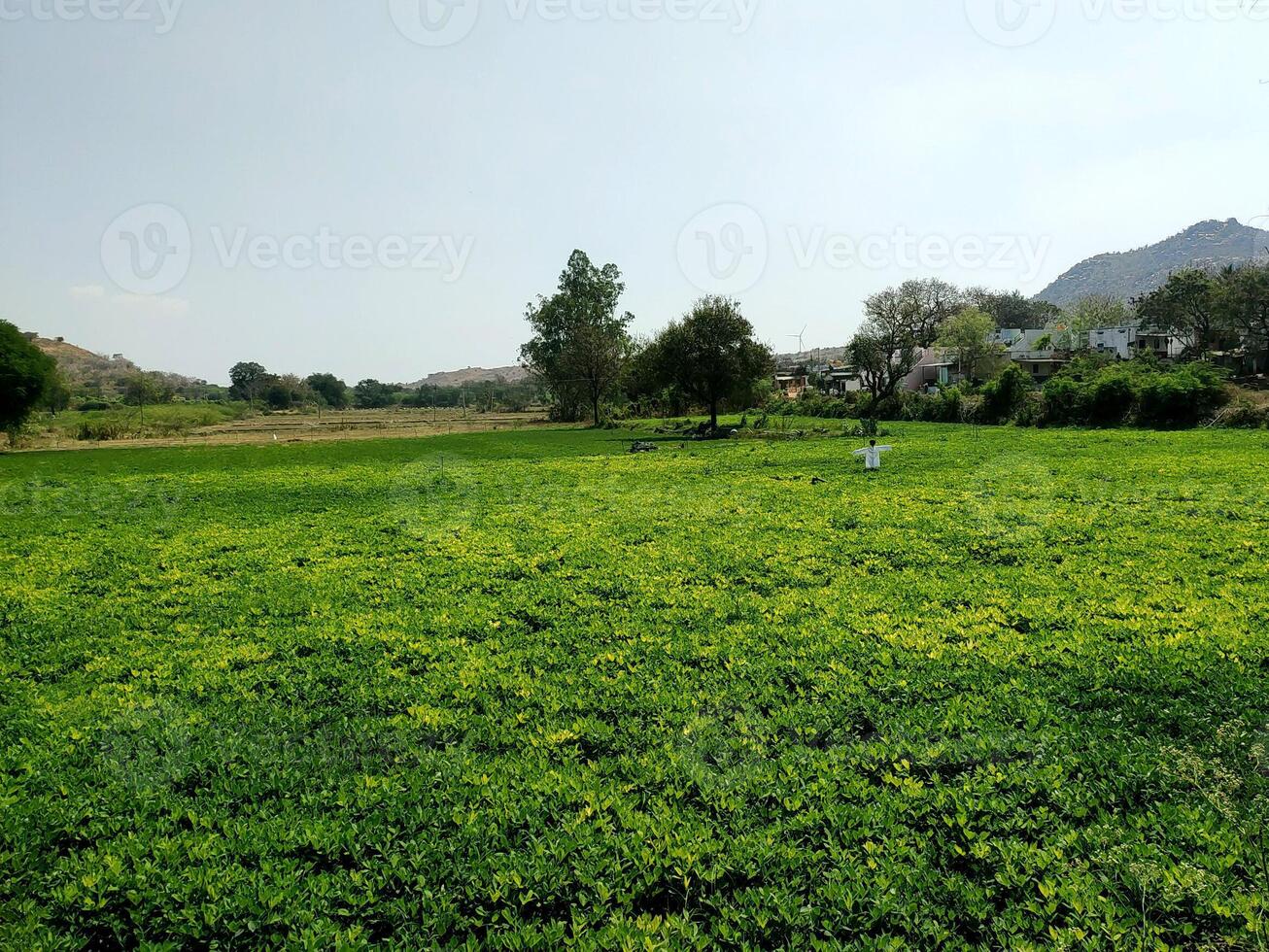 A vast emerald-green field of peanut plants stretches to the horizon, with a lone scarecrow. Rolling hills and scattered trees frame the serene landscape, reflecting the beauty of rural farming life. photo