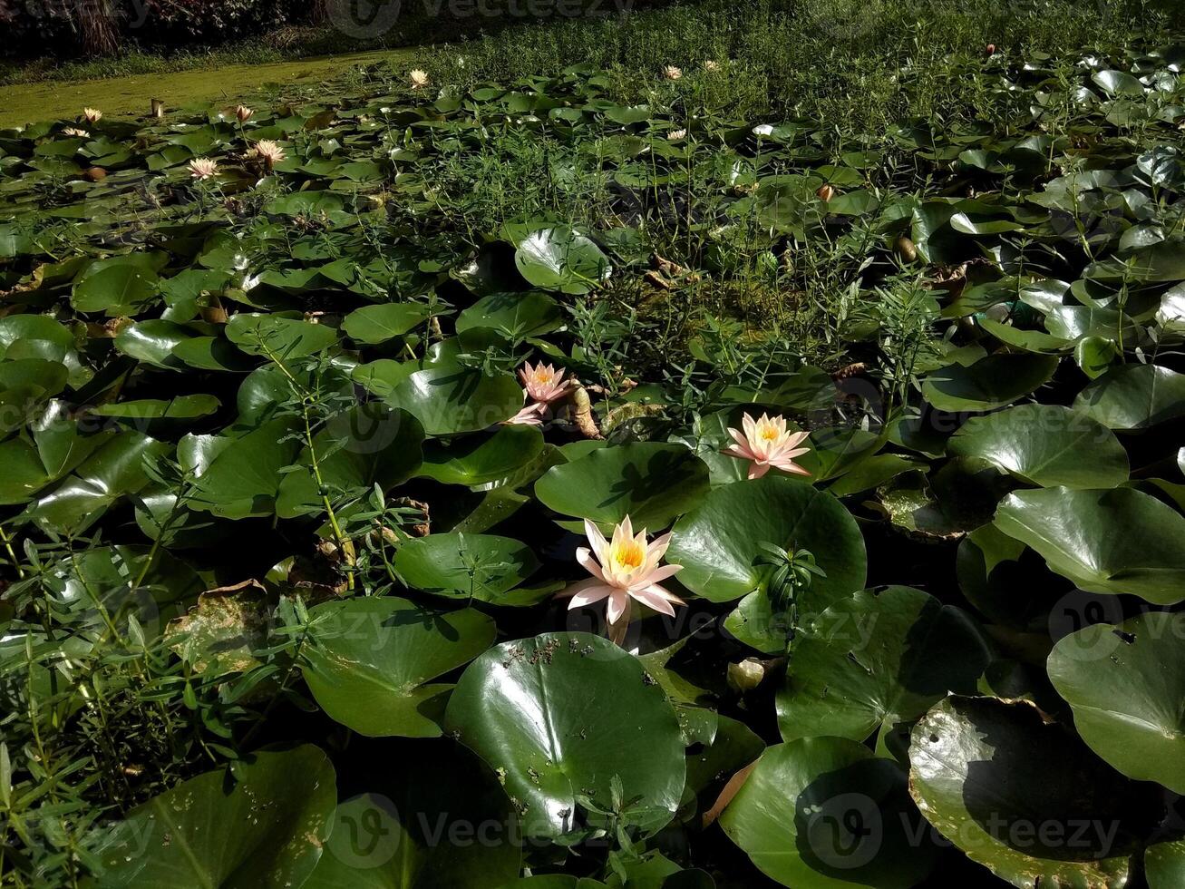 A serene pond with floating water lilies. Large, round green leaves create a lush backdrop for delicate pink and yellow blooms that rise gracefully from the water, adding a touch of natural beauty. photo