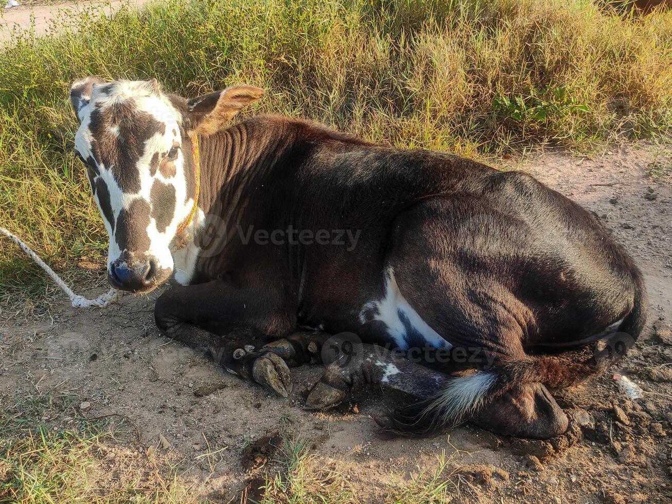 A young black-and-white spotted cow rests peacefully on a dirt path, its gentle eyes and calm posture exuding tranquility. Lush green grass and a clear blue sky enhance the serene, rural scene. photo