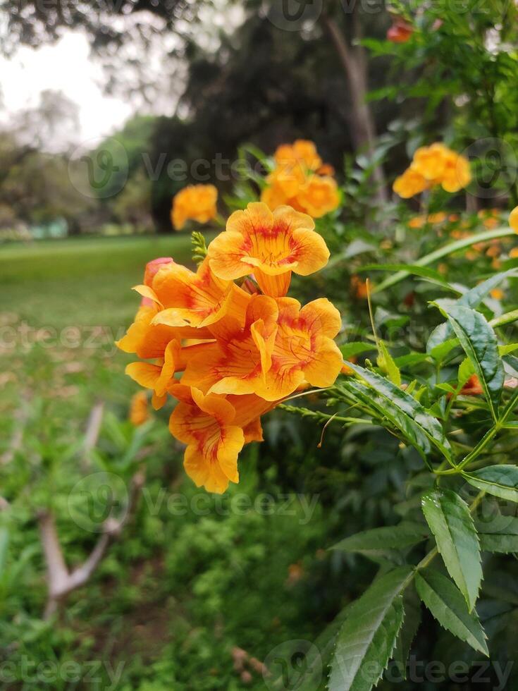 The blossoms of Tecoma sparky or Tecoma stans burst into bloom against a backdrop of lush greenery. photo