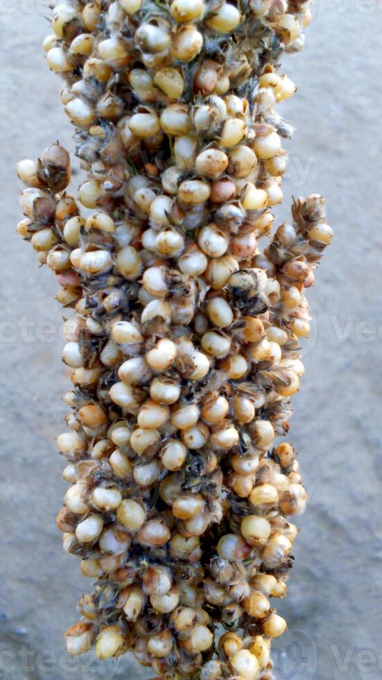 A close-up of Sorghum bicolor, also known as great millet, durra, jowari, jowar, or milo, shows tightly packed brown and white grains, creating a textured, striking look, highlighting this vital crop. photo