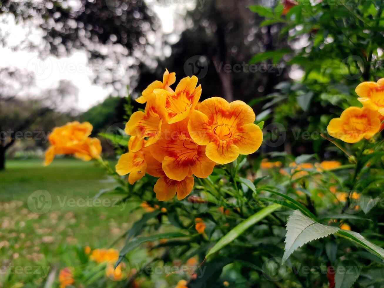 Tecoma stans blossoms, with their vibrant yellow petals, burst into bloom against a backdrop of lush green leaves, creating a striking contrast on the tree. photo
