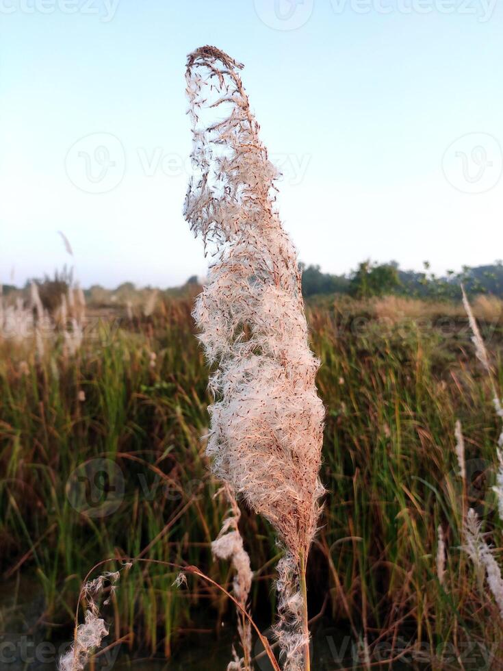 A close-up of Phragmites australis, or common reed, highlights its pale brown, feathery seed head with an elongated shape. Surrounded by other reeds and grasses, it thrives in wetlands and marshes. photo