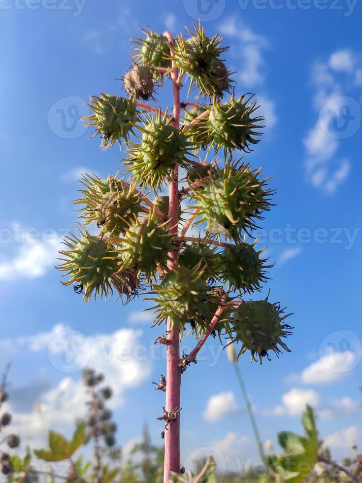 Ricinus communis, also called castor bean, castor oil plant, or Amudalu, is a perennial species with large, palmate leaves featuring reddish-brown veins and serrated edges, creating a striking impact. photo