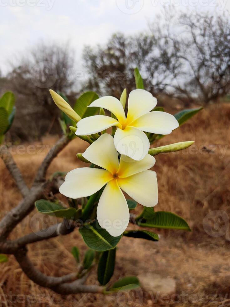 Two delicate white Plumeria flowers bloom on a branch, their petals cupping bright yellow centers. Surrounded by lush leaves and dry grass, the serene beauty evokes tranquility and warmth. photo