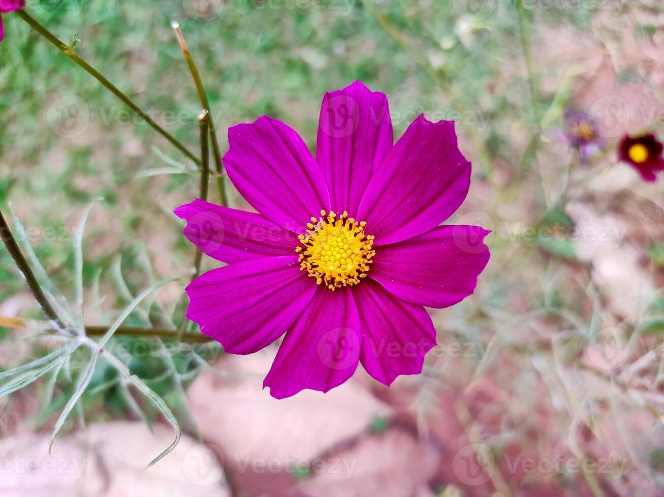 A top-down perspective showcases the exquisite symmetry of a Cosmos bipinnatus flower in full bloom. The delicate petals, arranged with precision, radiate outwards from the vibrant yellow center. photo