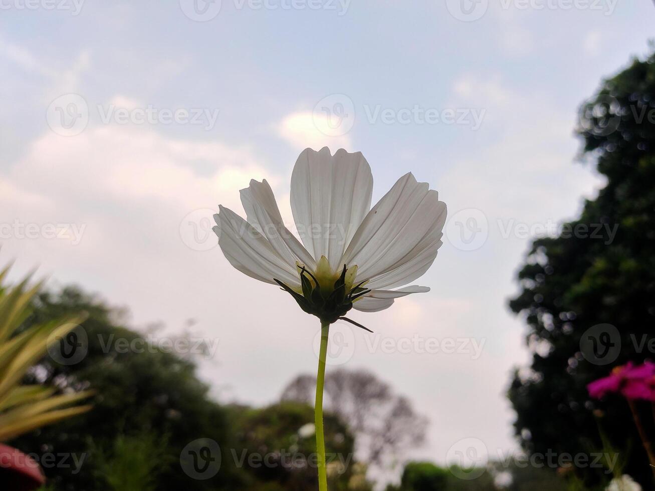 Delicate white Cosmos flower, petals unfurling against a blue sky. Yellow center contrasts with white petals. Elegant silhouette, ethereal quality. Blurred greenery background. photo