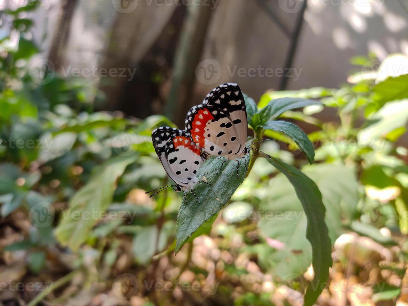 Two Talicada nyseus butterflies, Red Pierrots, mating on a green leaf. Black, white, red patterns on wings. Lush green foliage background. Delicate beauty, intricate details, nature photography. photo