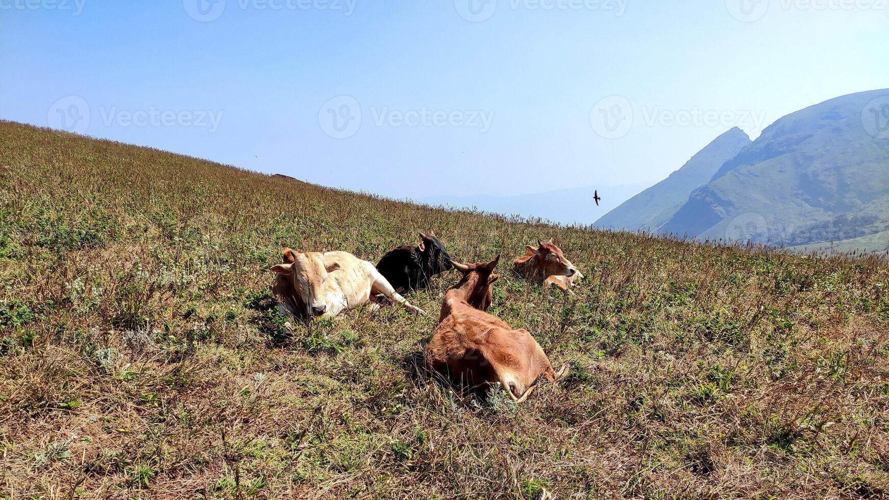 A herd of cattle sits and grazes atop Baba Budan Giri mountain. The brown and white cows relax on the grass under warm sunshine, with rolling hills, blue sky, and distant mountains in the background. photo