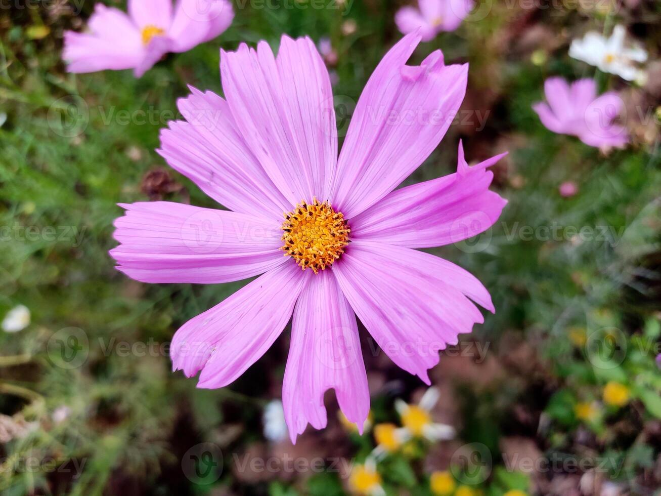 A vibrant close-up of a Cosmos bipinnatus flower with soft pink petals and a bright yellow center. The ruffled petals stand out against a blurred green background, highlighting its natural beauty. photo