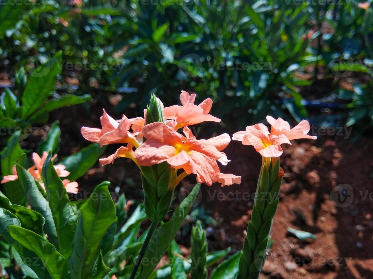 A vibrant cluster of orange crossandra blossom, commonly called the firecracker flower, originating from India and Sri Lanka, adds decorative charm against a light green backdrop. photo