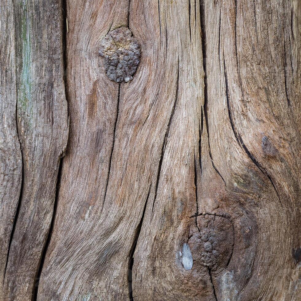 A close up of a tree trunk with knots photo