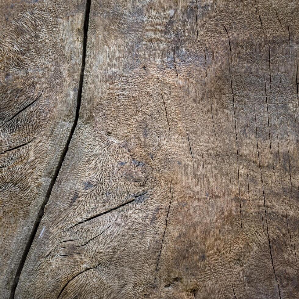 A close up of a tree trunk with a wood texture photo