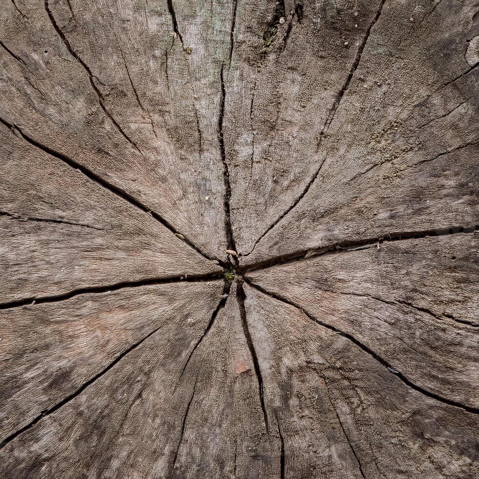 A close up of a tree stump with a circular cut photo