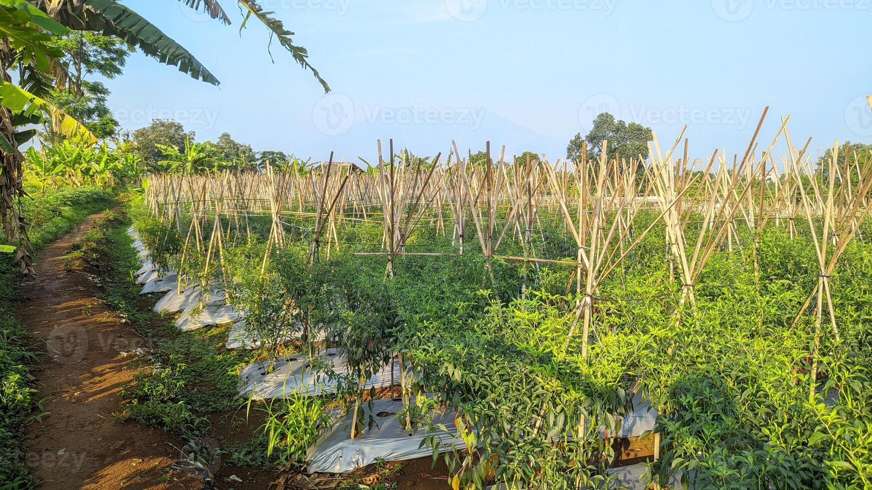 Vibrant Chili Pepper Farm Under Clear Sky photo