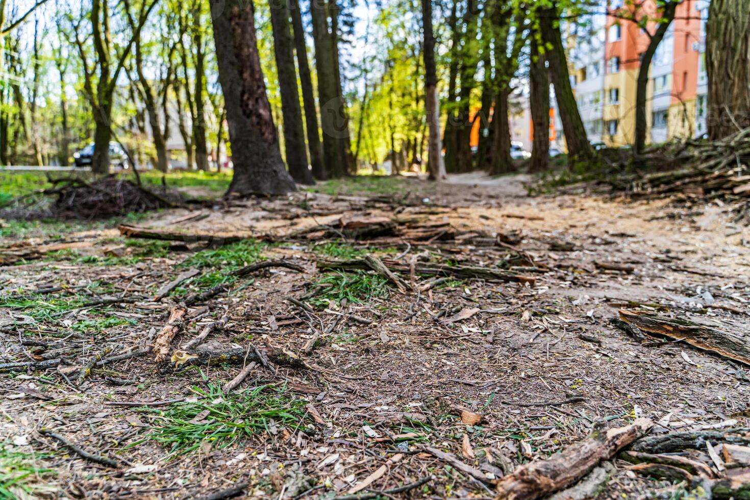 Pile of logs, sticks and bark, other pieces of woods from fallen tree outside surrounded by other organic and decomposing photo