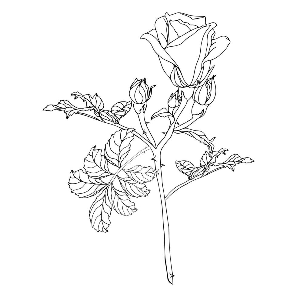 Wild roses for coloring book vector