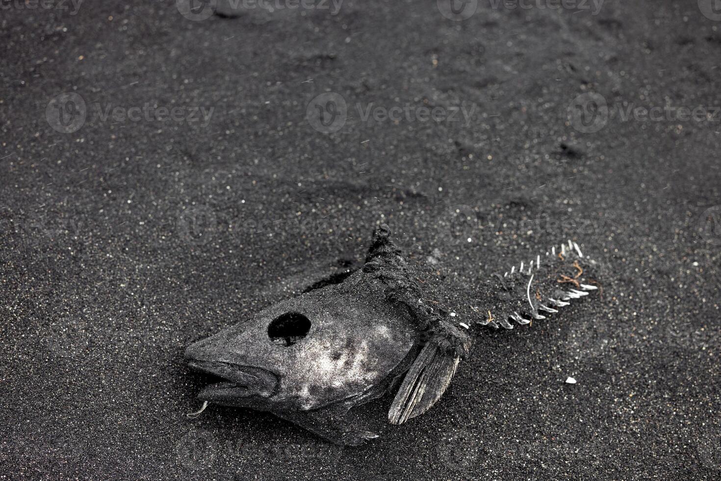 dead fish around Lake high fish mortality is largely due to a drought and the sharp drop in water. global warming effect, climate change photo