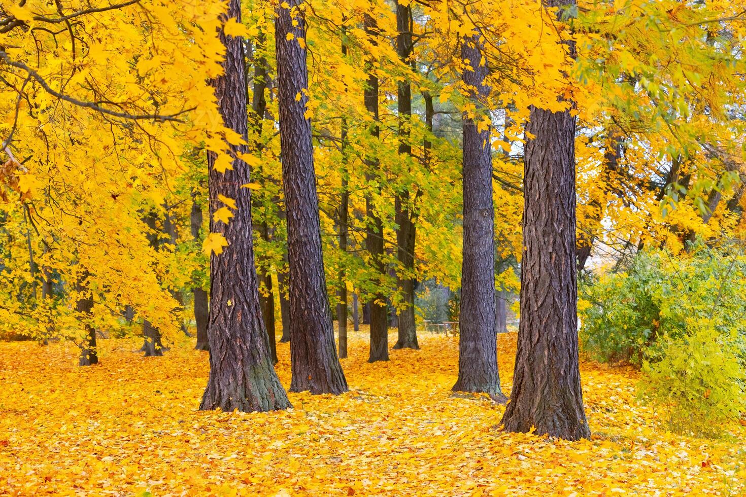 Autumn forest landscape. Gold color tree, red orange foliage in fall park. Nature change scene. Yellow wood in scenic scenery. Sun in blue sky. Panorama of a sunny day, wide banner, panoramic view. photo