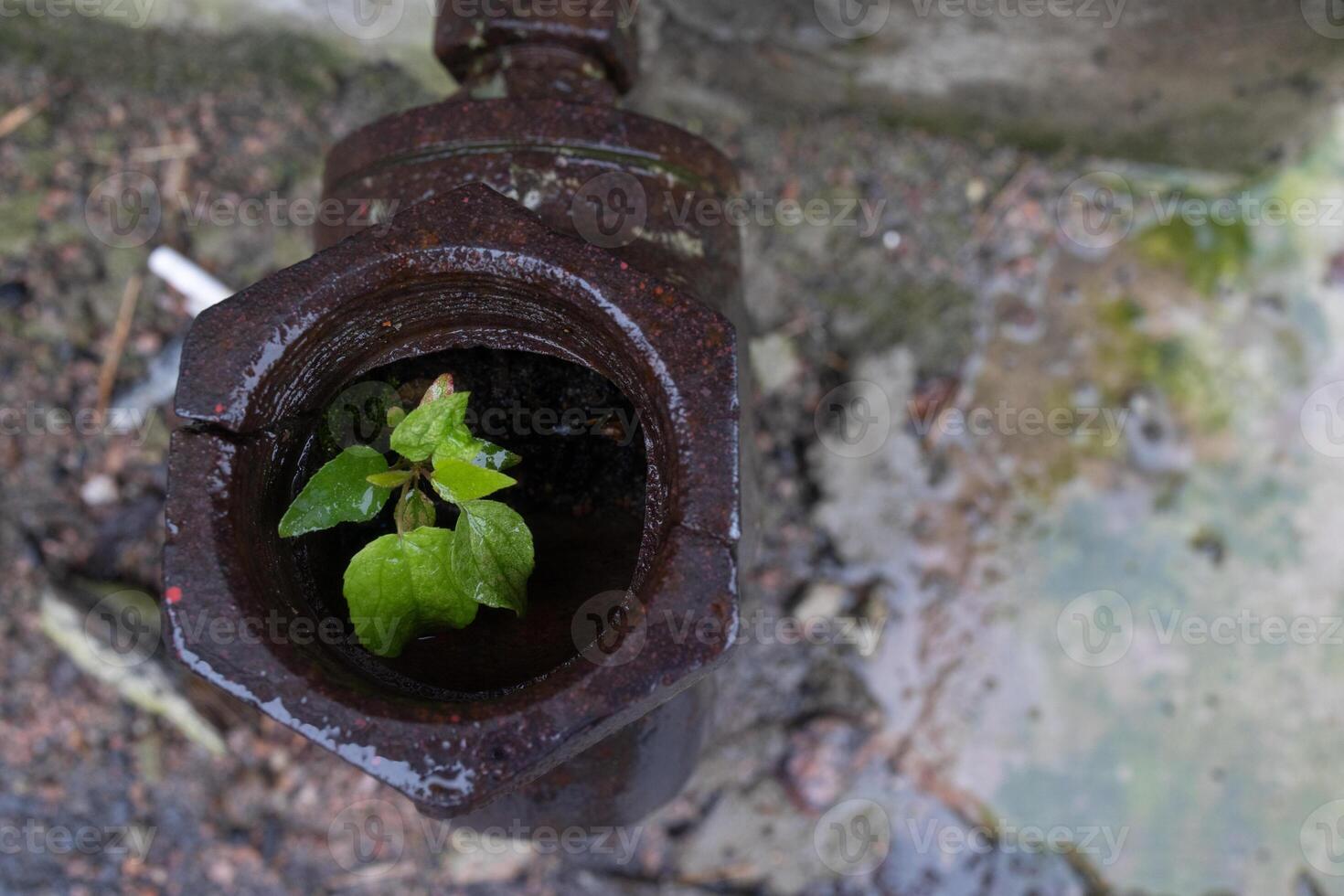 Plant grows from a rusty pipe. Germ of plant. New life. Plant embryo. Ecology. Save environment. Water supply pipe. photo
