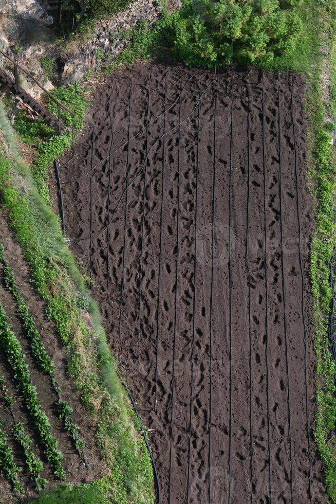 A person left traces in the garden while planting seeds. View from above. photo